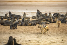Namibia_August (30/135)